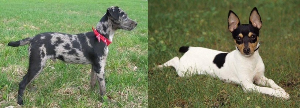 Toy Fox Terrier vs Atlas Terrier - Breed Comparison