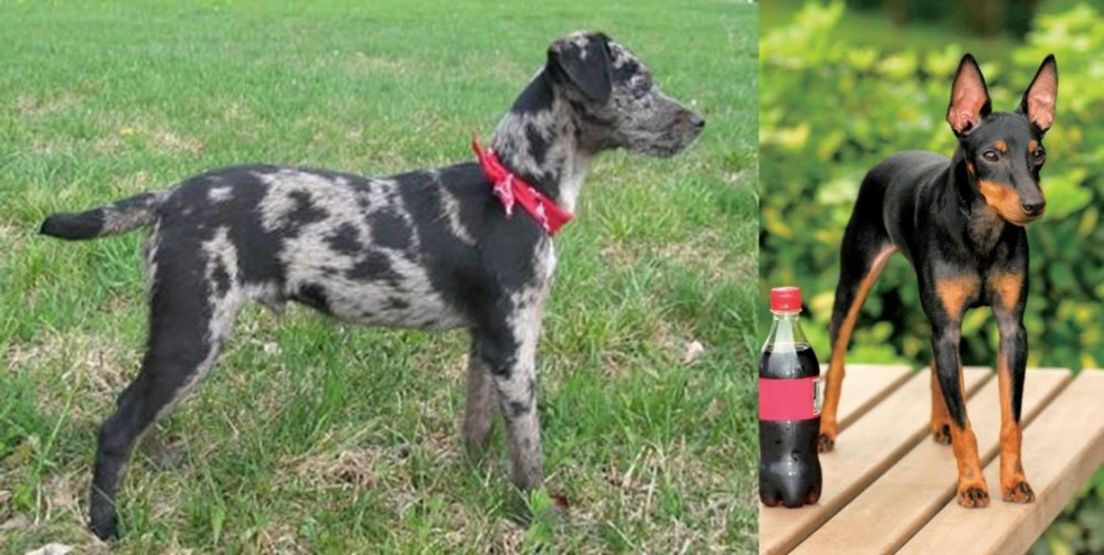 Toy Manchester Terrier vs Atlas Terrier - Breed Comparison