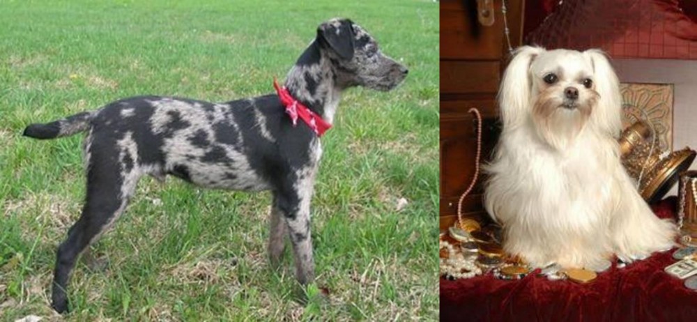 Toy Mi-Ki vs Atlas Terrier - Breed Comparison