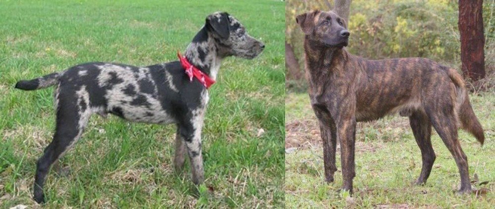 Treeing Tennessee Brindle vs Atlas Terrier - Breed Comparison