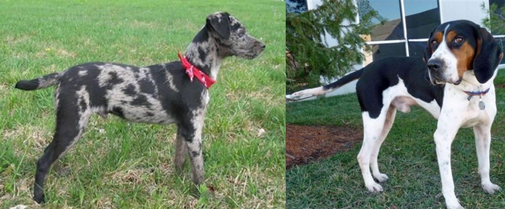 Treeing Walker Coonhound vs Atlas Terrier - Breed Comparison