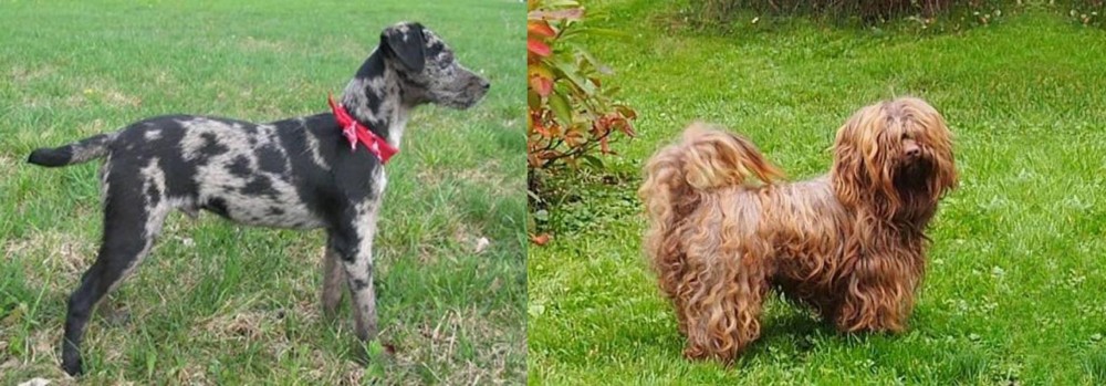 Tsvetnaya Bolonka vs Atlas Terrier - Breed Comparison