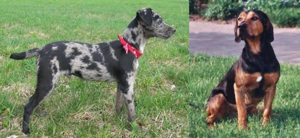 Tyrolean Hound vs Atlas Terrier - Breed Comparison
