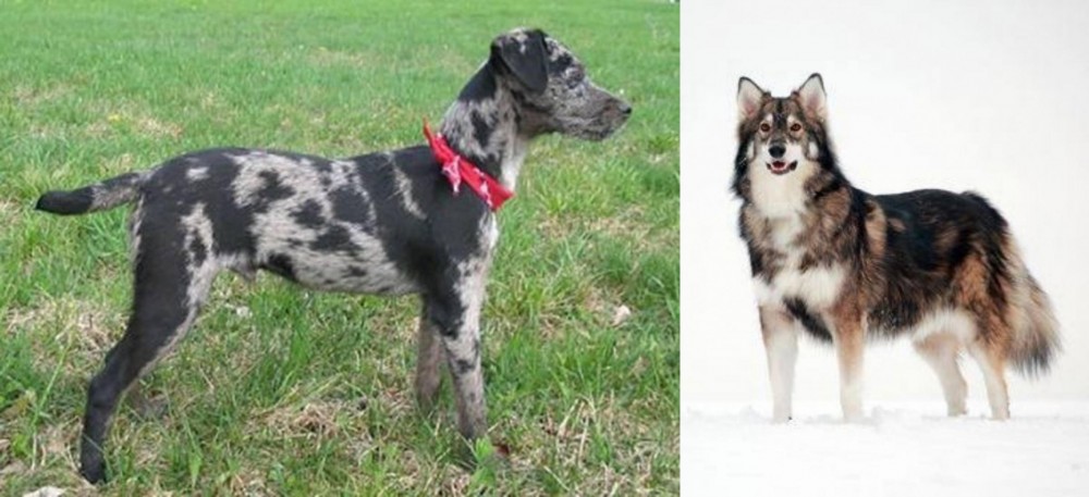 Utonagan vs Atlas Terrier - Breed Comparison