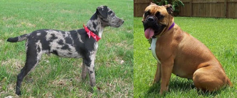 Valley Bulldog vs Atlas Terrier - Breed Comparison