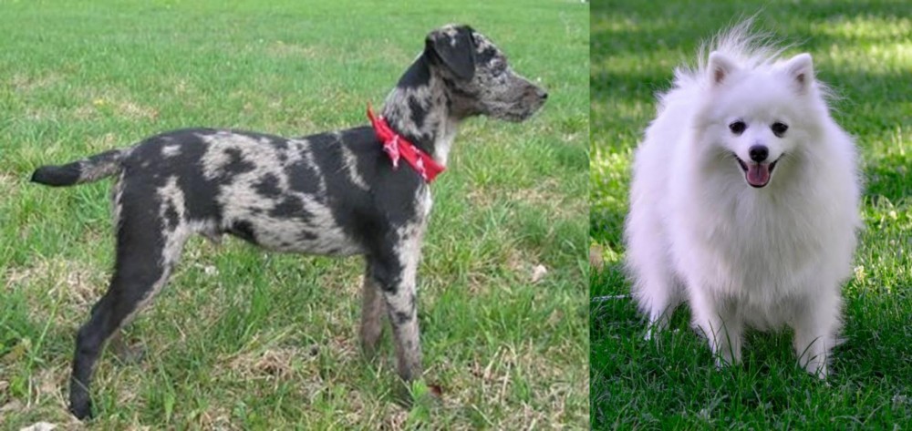 Volpino Italiano vs Atlas Terrier - Breed Comparison
