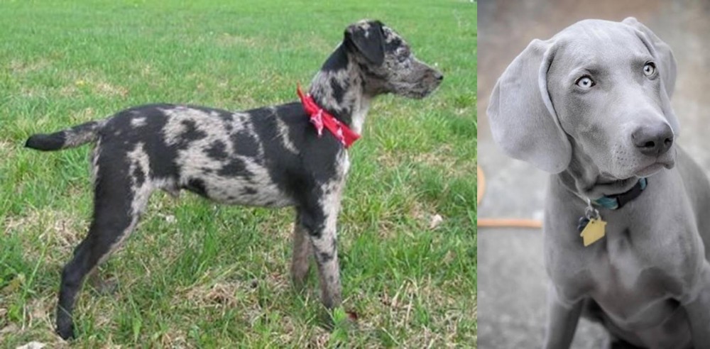 Weimaraner vs Atlas Terrier - Breed Comparison