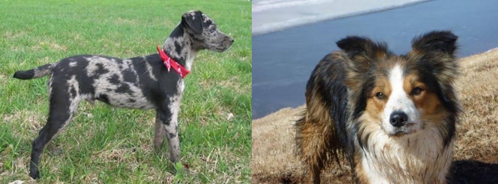 Welsh Sheepdog vs Atlas Terrier - Breed Comparison