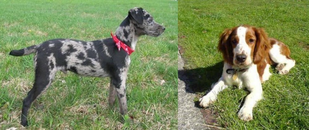 Welsh Springer Spaniel vs Atlas Terrier - Breed Comparison