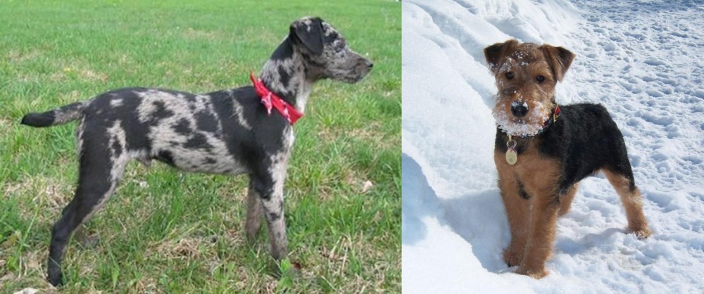 Welsh Terrier vs Atlas Terrier - Breed Comparison