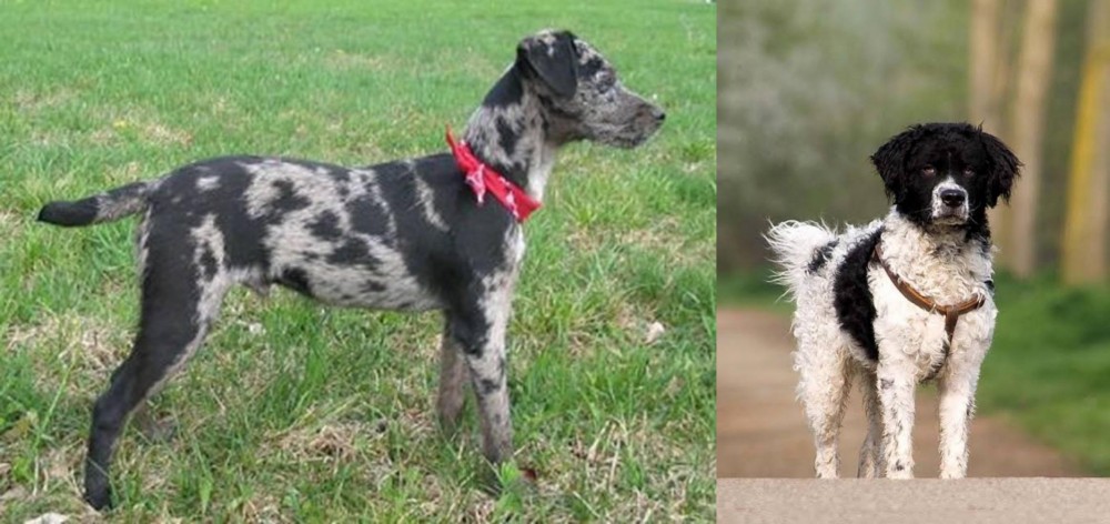 Wetterhoun vs Atlas Terrier - Breed Comparison