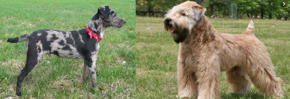 Wheaten Terrier vs Atlas Terrier - Breed Comparison