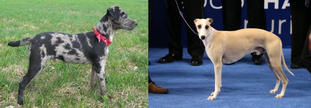 Whippet vs Atlas Terrier - Breed Comparison
