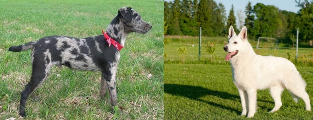 White Shepherd vs Atlas Terrier - Breed Comparison