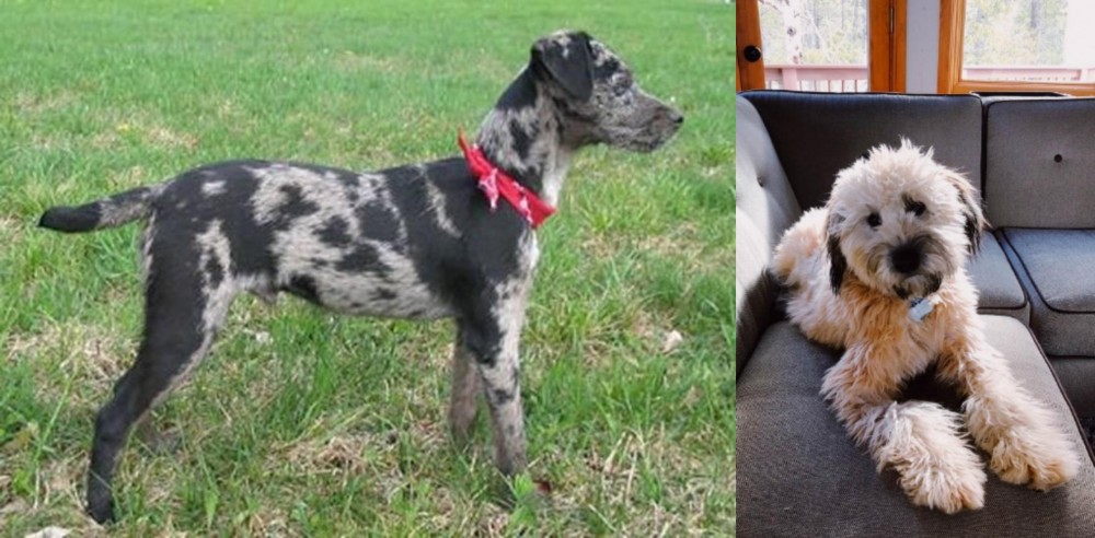 Whoodles vs Atlas Terrier - Breed Comparison