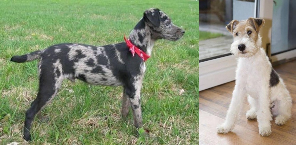 Wire Fox Terrier vs Atlas Terrier - Breed Comparison