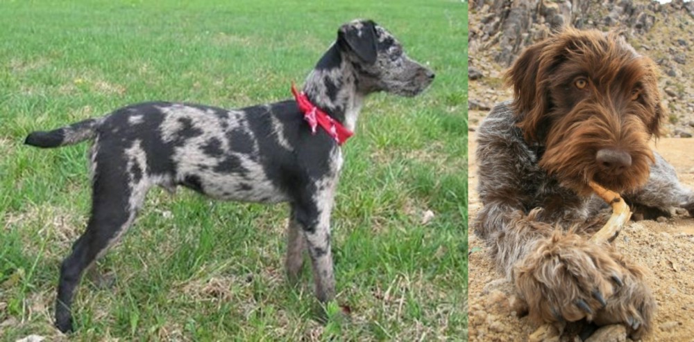Wirehaired Pointing Griffon vs Atlas Terrier - Breed Comparison