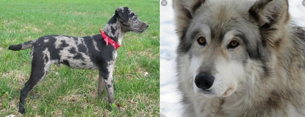 Wolfdog vs Atlas Terrier - Breed Comparison