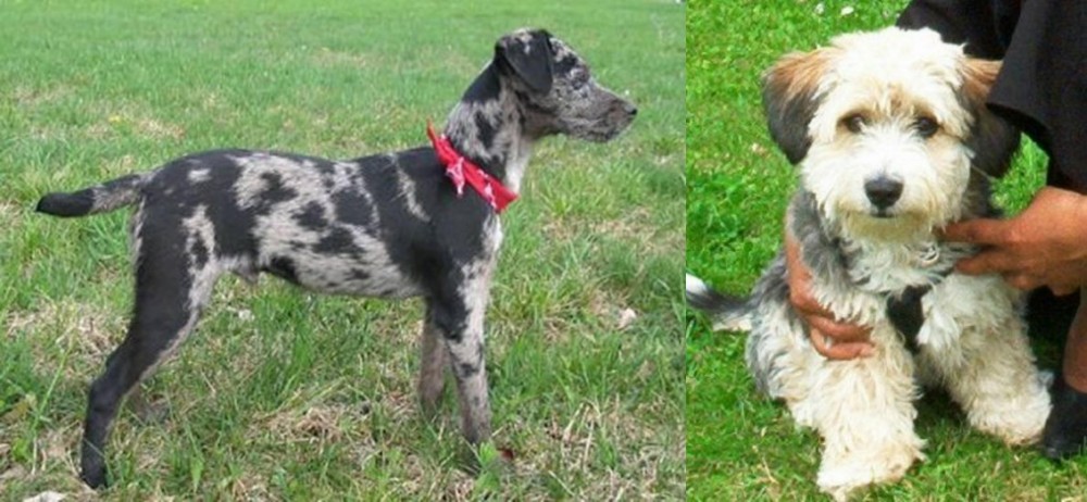 Yo-Chon vs Atlas Terrier - Breed Comparison