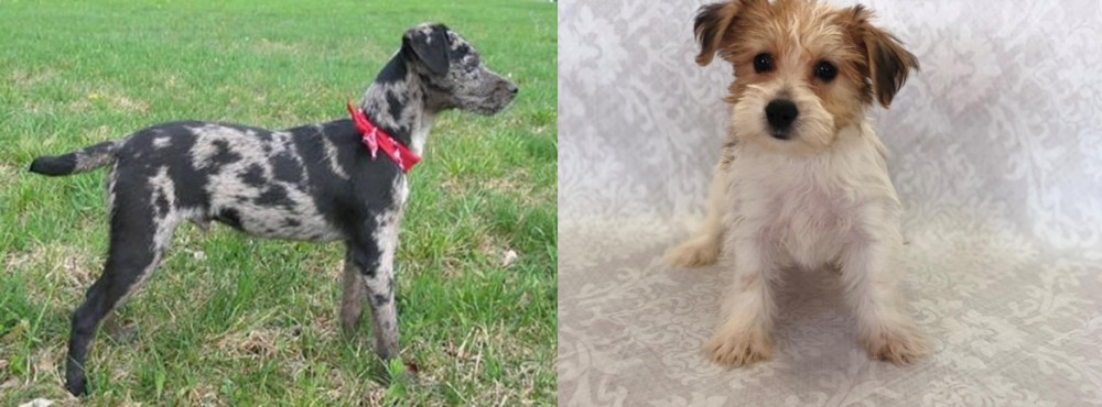 Yochon vs Atlas Terrier - Breed Comparison