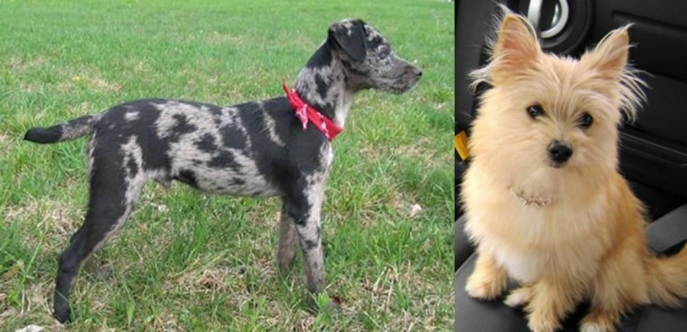 Yoranian vs Atlas Terrier - Breed Comparison
