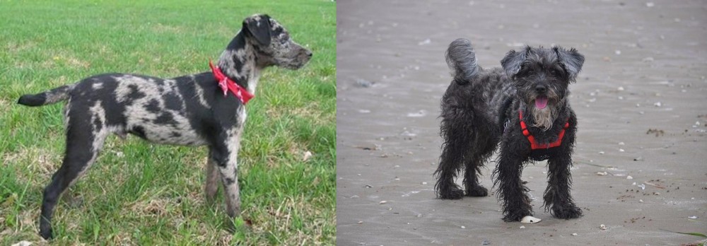 YorkiePoo vs Atlas Terrier - Breed Comparison