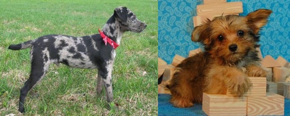 Yorkillon vs Atlas Terrier - Breed Comparison