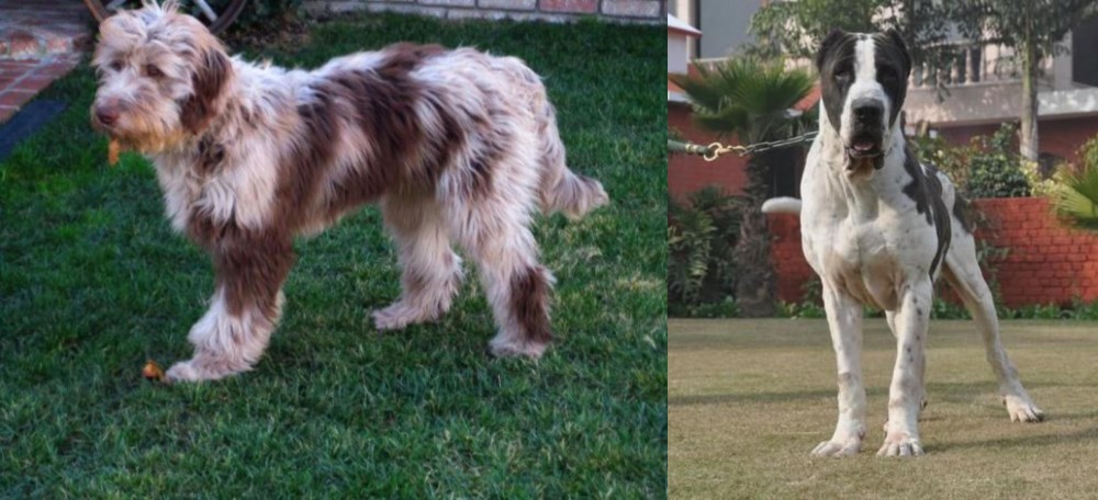 Alangu Mastiff vs Aussie Doodles - Breed Comparison