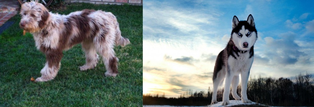 Alaskan Husky vs Aussie Doodles - Breed Comparison