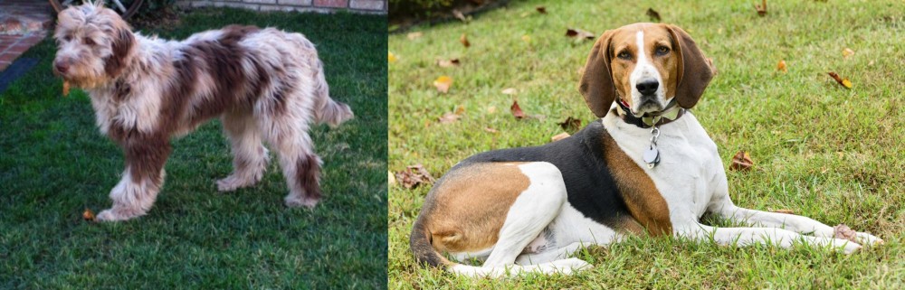 American English Coonhound vs Aussie Doodles - Breed Comparison