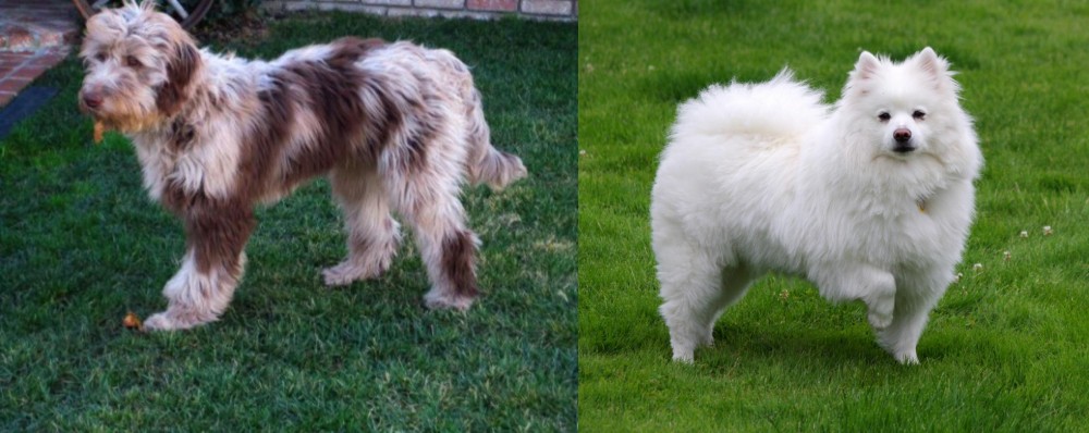 American Eskimo Dog vs Aussie Doodles - Breed Comparison
