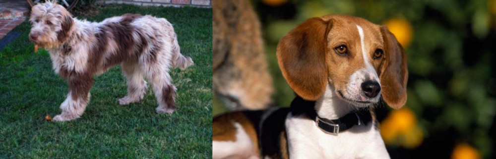 American Foxhound vs Aussie Doodles - Breed Comparison