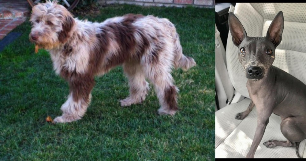 American Hairless Terrier vs Aussie Doodles - Breed Comparison
