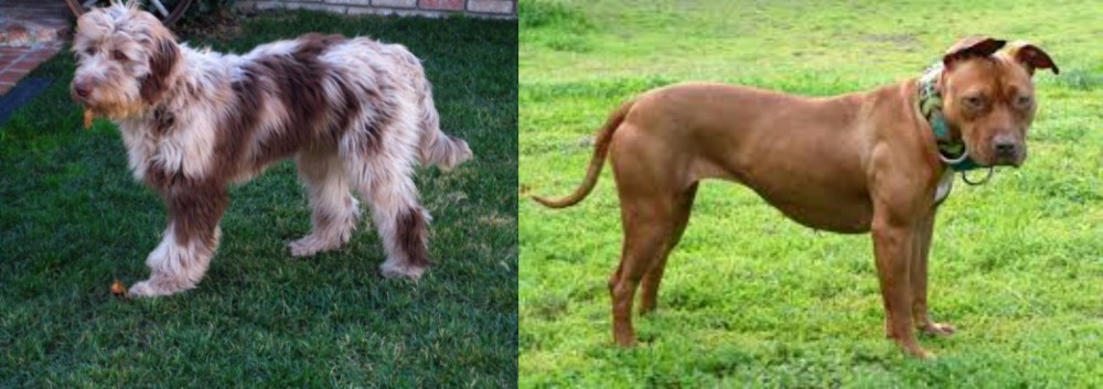 American Pit Bull Terrier vs Aussie Doodles - Breed Comparison