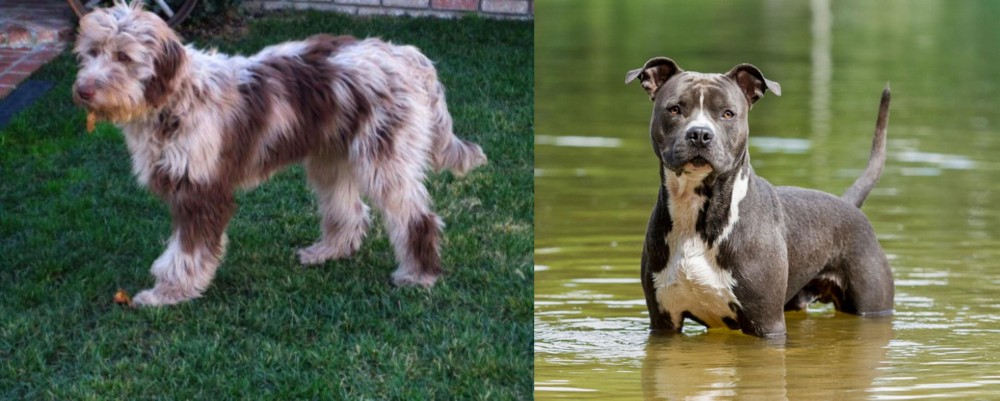 American Staffordshire Terrier vs Aussie Doodles - Breed Comparison