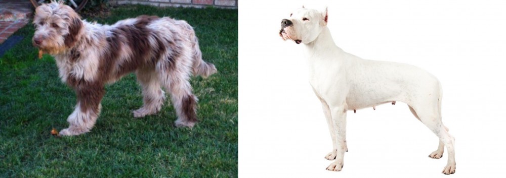 Argentine Dogo vs Aussie Doodles - Breed Comparison