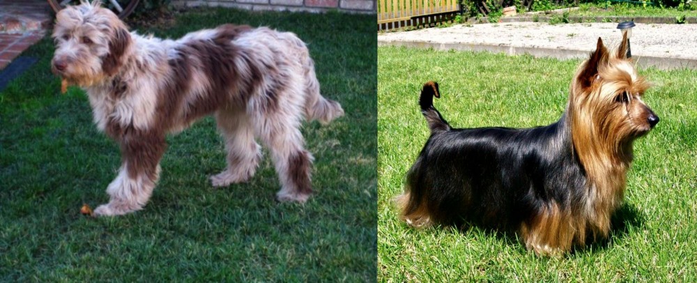 Australian Silky Terrier vs Aussie Doodles - Breed Comparison