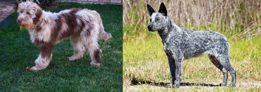 Australian Stumpy Tail Cattle Dog vs Aussie Doodles - Breed Comparison