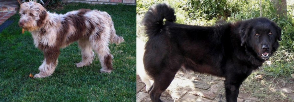 Bakharwal Dog vs Aussie Doodles - Breed Comparison