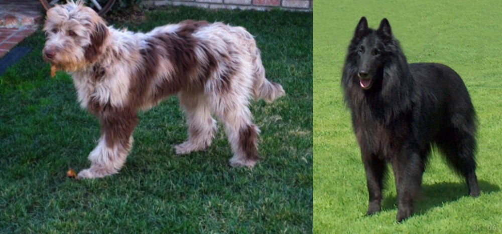 Belgian Shepherd Dog (Groenendael) vs Aussie Doodles - Breed Comparison