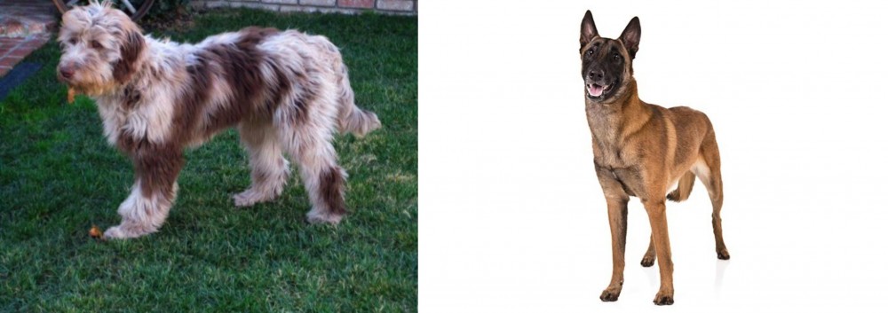 Belgian Shepherd Dog (Malinois) vs Aussie Doodles - Breed Comparison