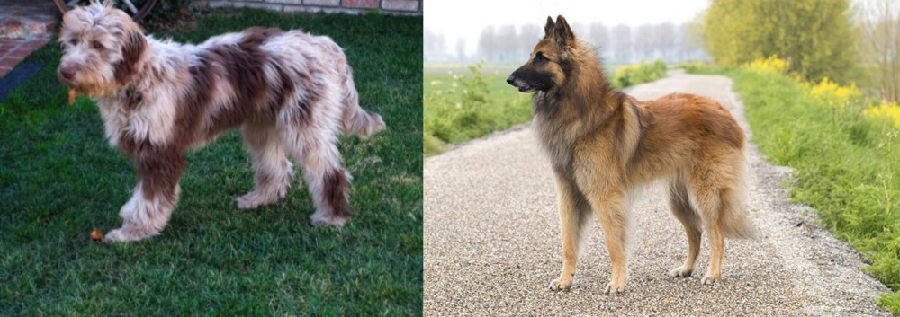 Belgian Shepherd Dog (Tervuren) vs Aussie Doodles - Breed Comparison