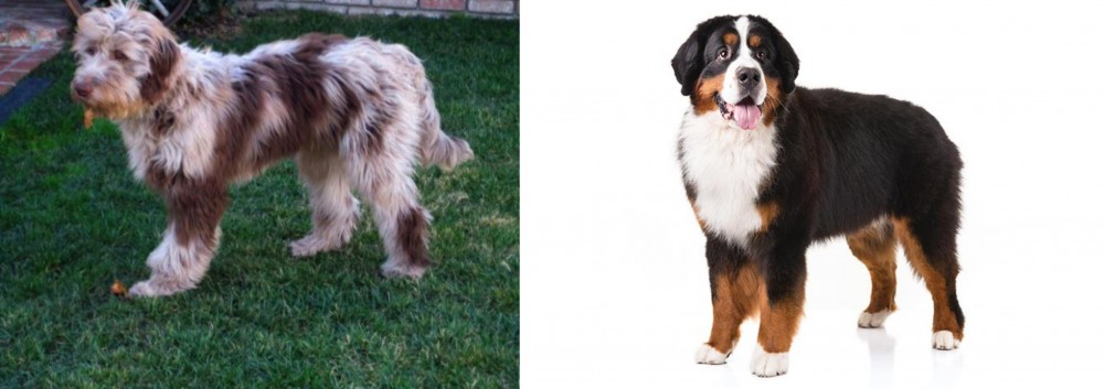 Bernese Mountain Dog vs Aussie Doodles - Breed Comparison