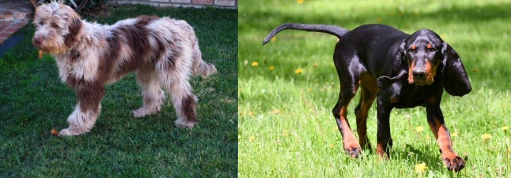 Black and Tan Coonhound vs Aussie Doodles - Breed Comparison
