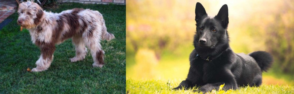 Black Norwegian Elkhound vs Aussie Doodles - Breed Comparison