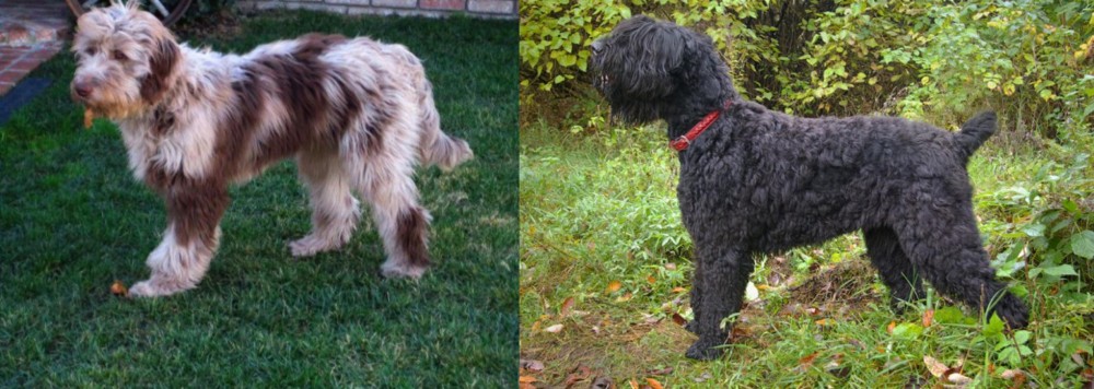 Black Russian Terrier vs Aussie Doodles - Breed Comparison