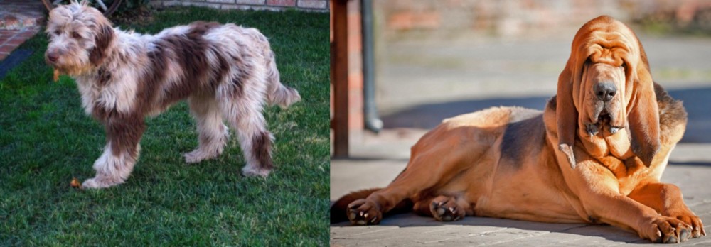 Bloodhound vs Aussie Doodles - Breed Comparison
