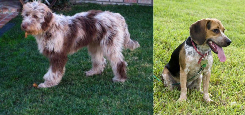 Bluetick Beagle vs Aussie Doodles - Breed Comparison