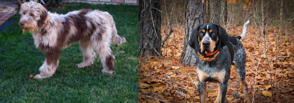 Bluetick Coonhound vs Aussie Doodles - Breed Comparison