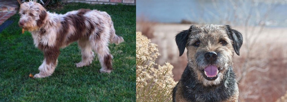 Border Terrier vs Aussie Doodles - Breed Comparison